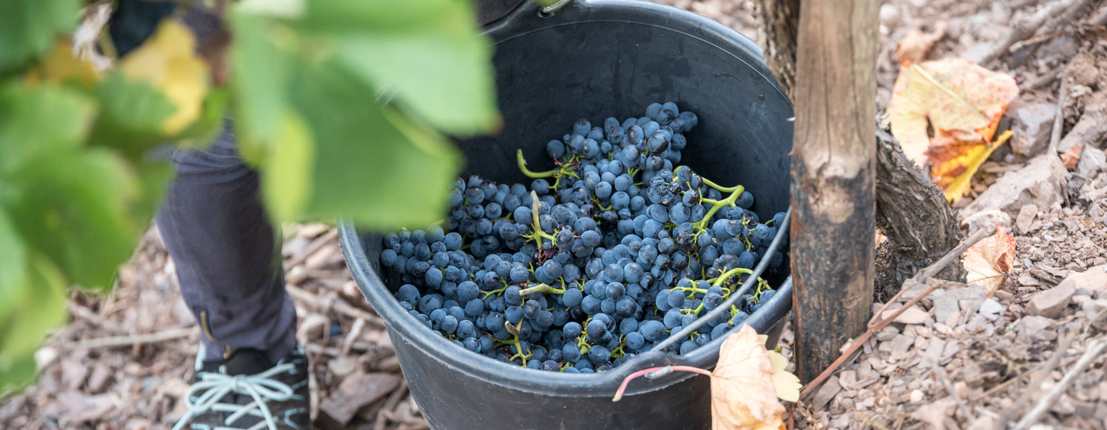 Rotwein