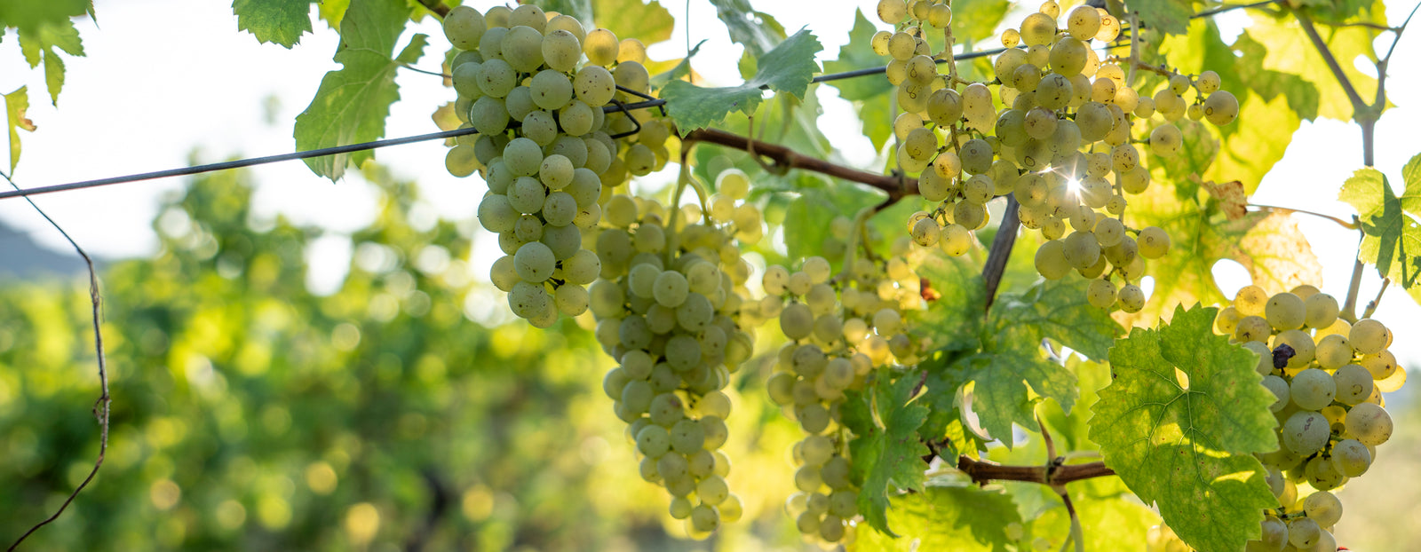 Weißwein